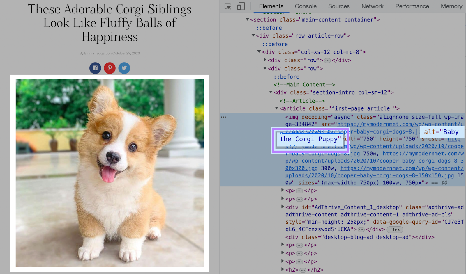 A photo of a corgi on a webpage, alongside its HTML code. You can see the "Baby the Corgi Puppy" alt text in the code.